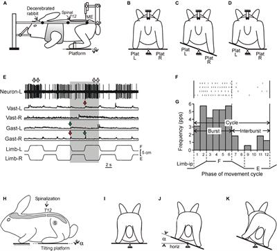 Changes in Activity of Spinal Postural Networks at Different Time Points After Spinalization